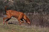 VIZSLA poil court 048